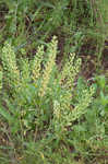 Field pennycress